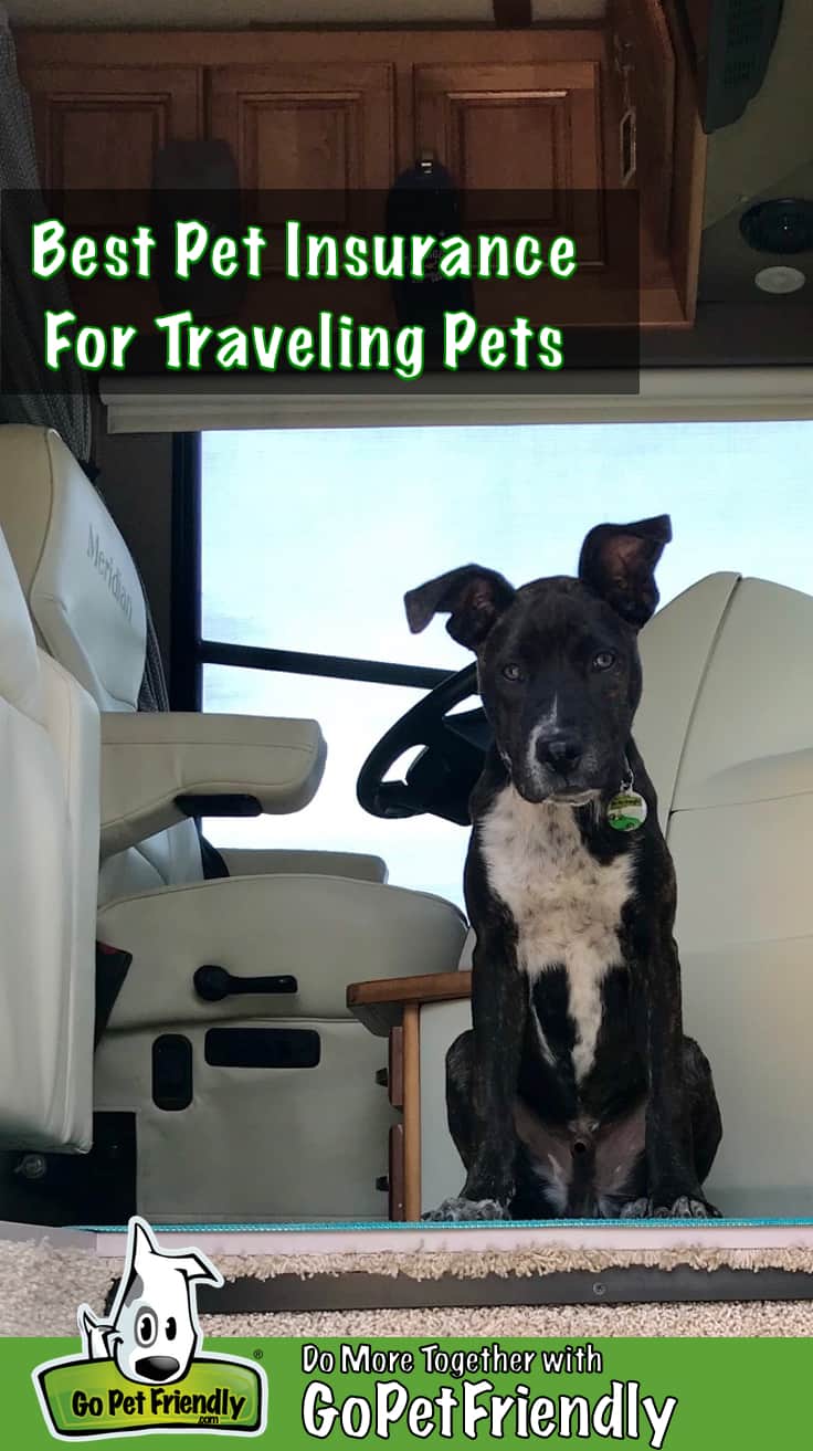 Brindle and white puppy sitting in the doorway of a motorhome