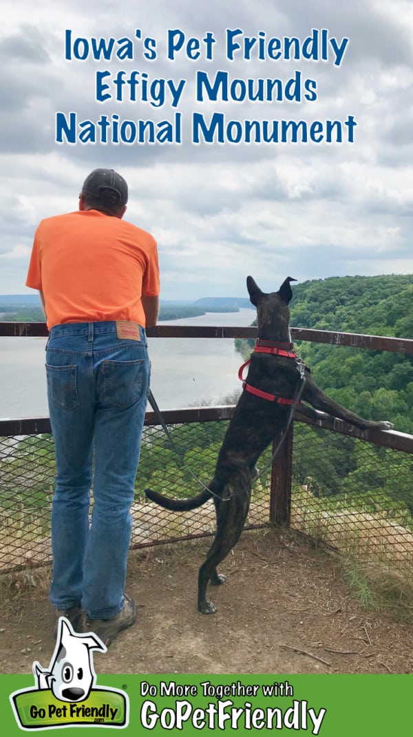 Man and dog overlooking the Mississippi River from pet friendly Effigy Mounds National Monument in Iowa