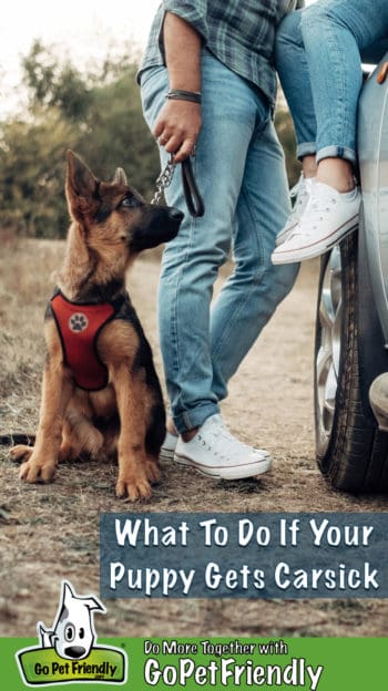 German Shepherd puppy with couple beside a car