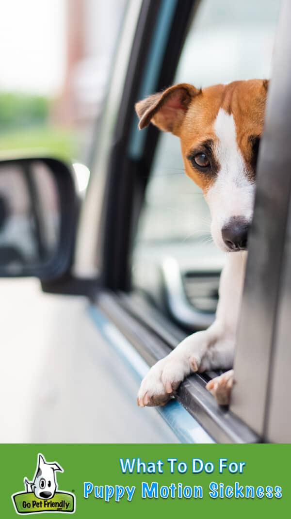 Jack Russel Terrier peeking sadly out the car window