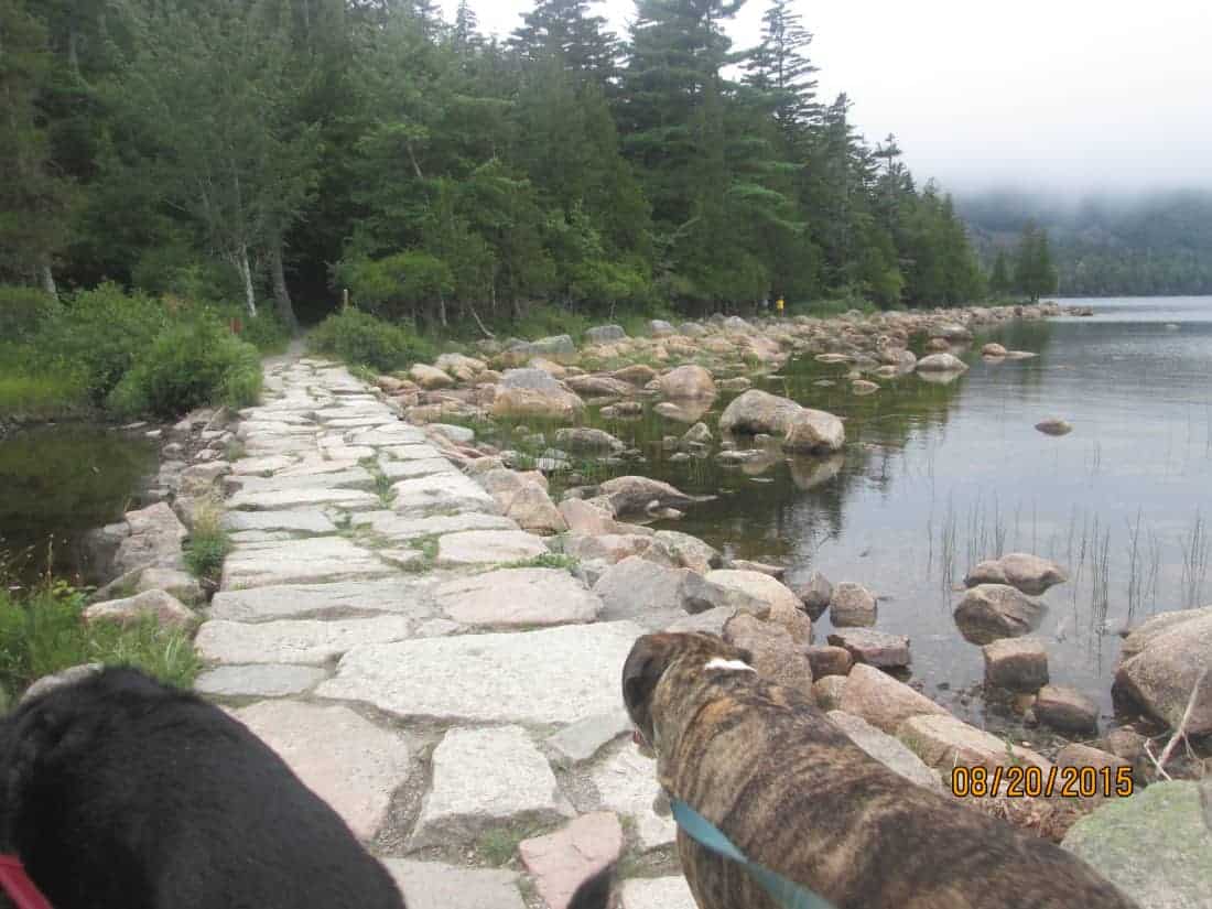 Dogs in New England on a trail at pet friendly Acadia National Park, Maine