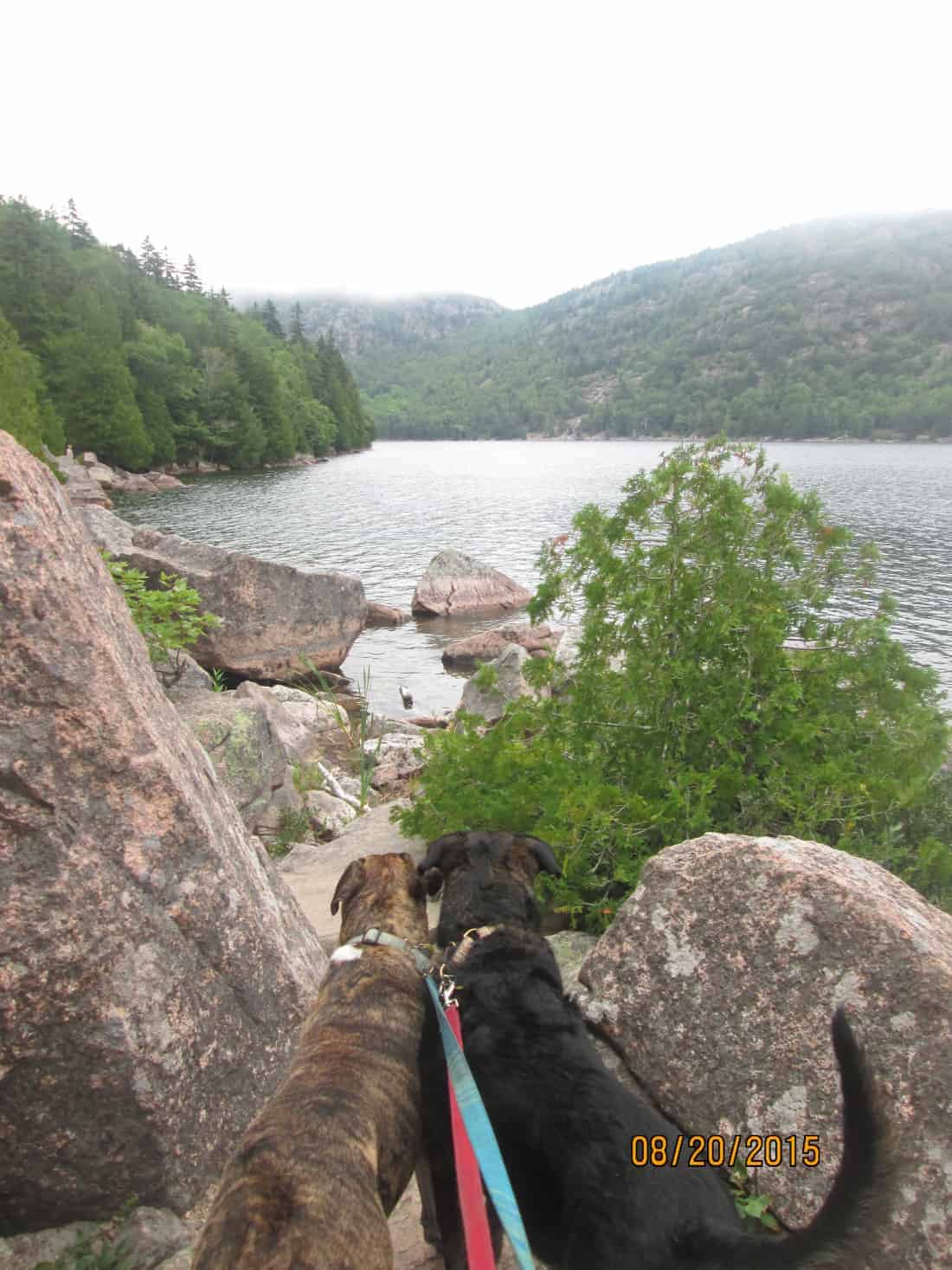 Dogs in New England at Jordan Pond in pet friendly Acadia National Park, ME