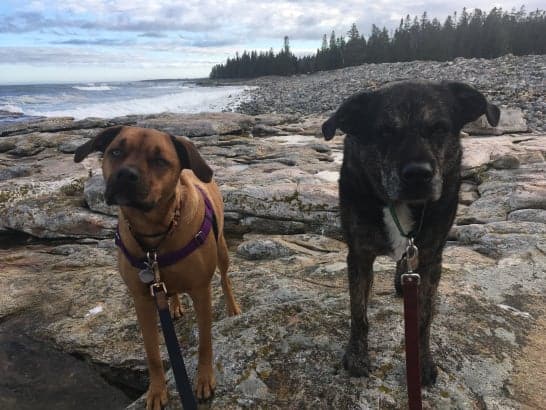 Dogs in New England on the coast at pet friendly Acadia National Park, Maine