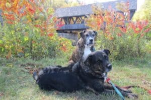 Dogs by a covered bridge in New England