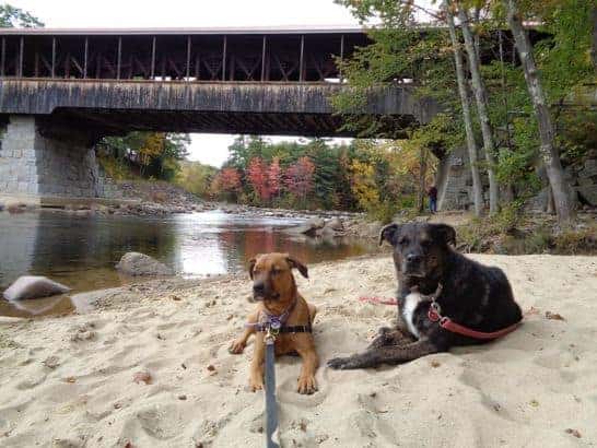 Dogs by a covered bridge in New England