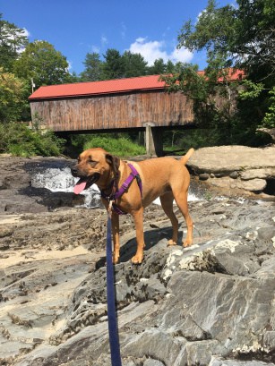 Dog by a covered bridge in New England