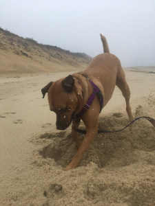 Dog digging on the beach on Cape Cod, MA