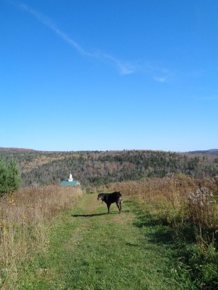 Dog on a pet friendly trail at Dog Mountain in St. Johnsbury, VT