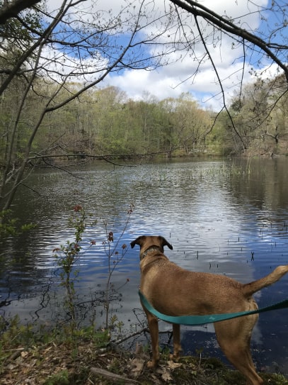 Dog looking at a lake in Gillette Castle State Park in MA