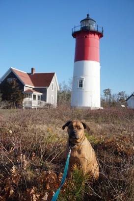 Dogs at a pet friendly lighthouse in New England