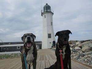 Dogs at a pet friendly lighthouse in New England