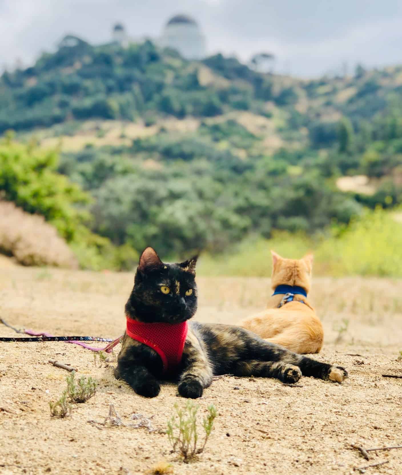 Two cats in harnesses lying on a pet-friendly hiking trail