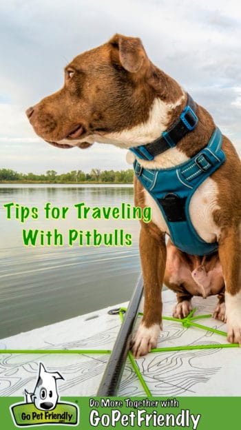 Pitbull traveling on a paddleboard