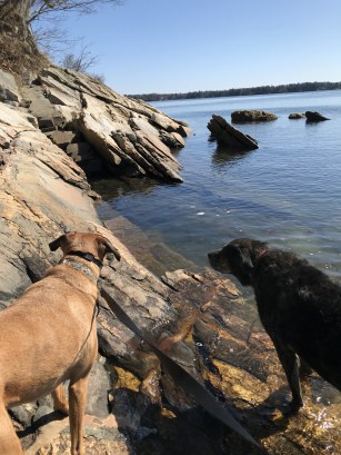 Dogs in New England at pet friendly Wolf's Neck Woods State Park in ME