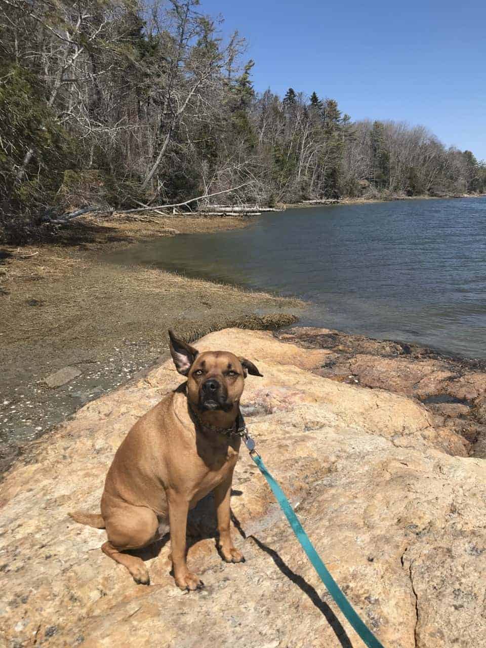 Dogs in New England at pet friendly Wolf's Neck Woods State Park in ME