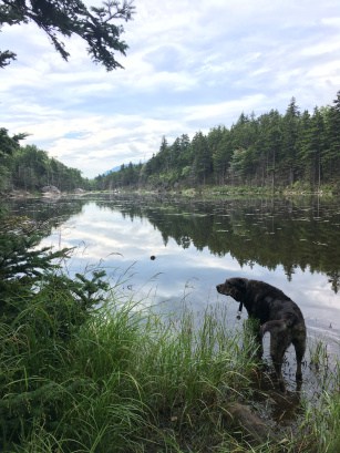 Dog at a lake in the White Mountains, NH