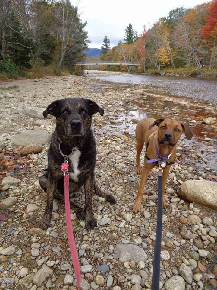 Dogs in New England on a pet friendly trail in the White Mountains, NH