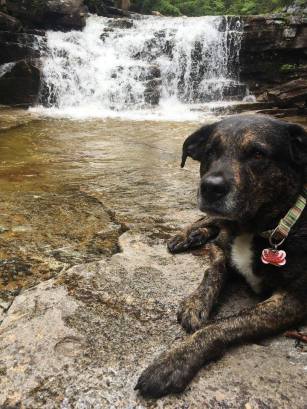 Dog by a waterfall in the White Mountains, NH