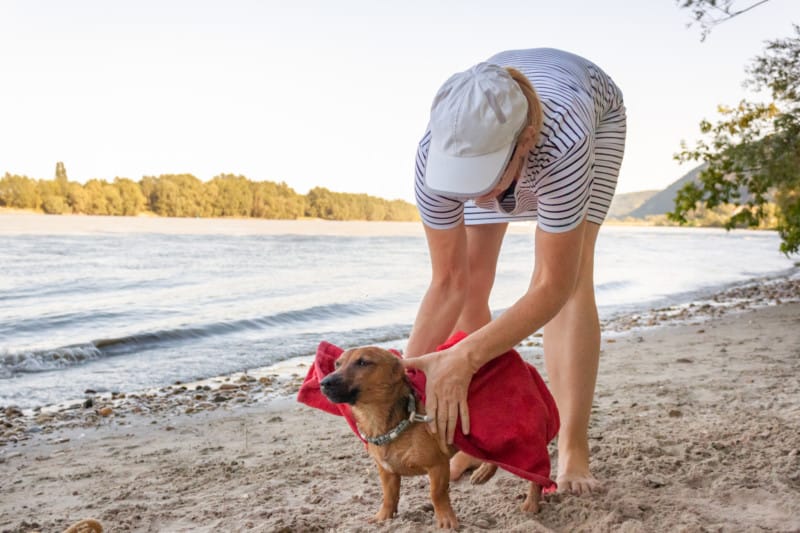 A woman wipes a small mongrel dog with a towel at the riverside. 