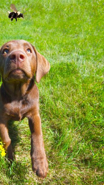 Chocolate Labrador puppy intently watching a large bumble bee