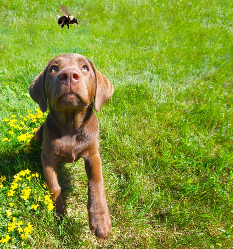 Chocolate Labrador puppy intently watching a large bumble bee
