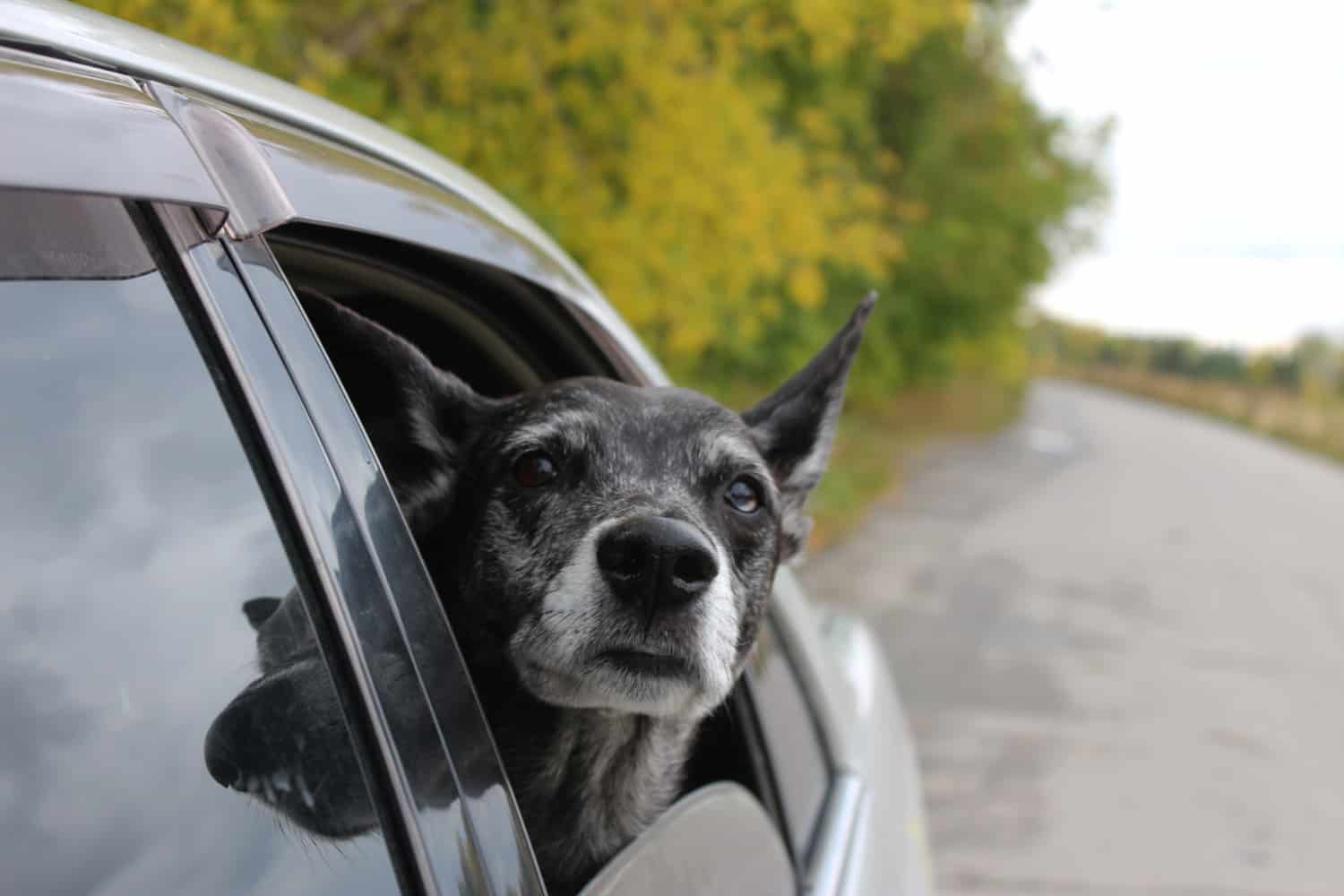 Elderly dog looking out a car window