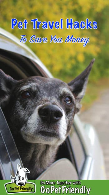 Elderly dog looking out a car window with the text "Pet Travel Hacks To Save You Money"