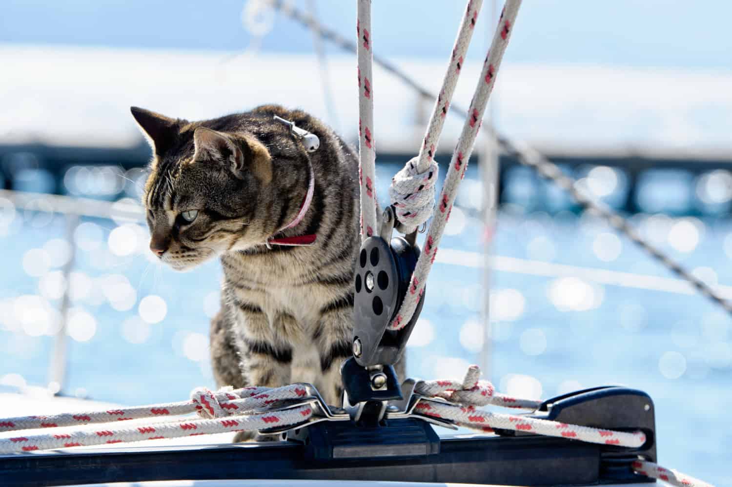 Cat on sailboat on a pet friendly boat tour
