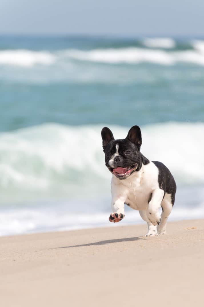 French Bulldog Running on Beach