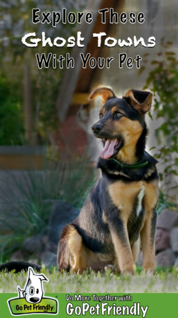 German Shepherd Puppy in a pet friendly ghost town