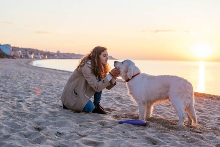 Dog Friendly Beach At Assateague Island National Seashore