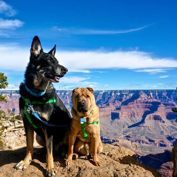 are dogs allowed grand canyon national park