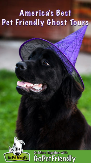 Smiling black dog in purple witch's hat