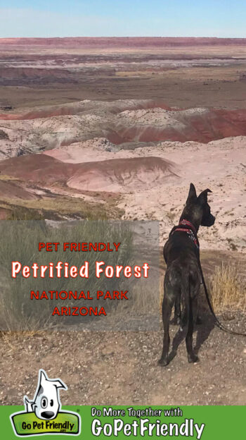 Perro atigrado admirando la vista desde un mirador en Petrified Forest National Park, AZ, que admite mascotas