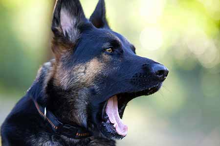 Black and tan German Shepherd with his mouth wide open like he's surprised