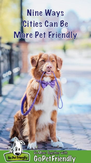 Nova Scotia Duck Tolling Retriever dog in a purple bowtie sitting on a pet friendly city sidewalk with his leash in his mouth