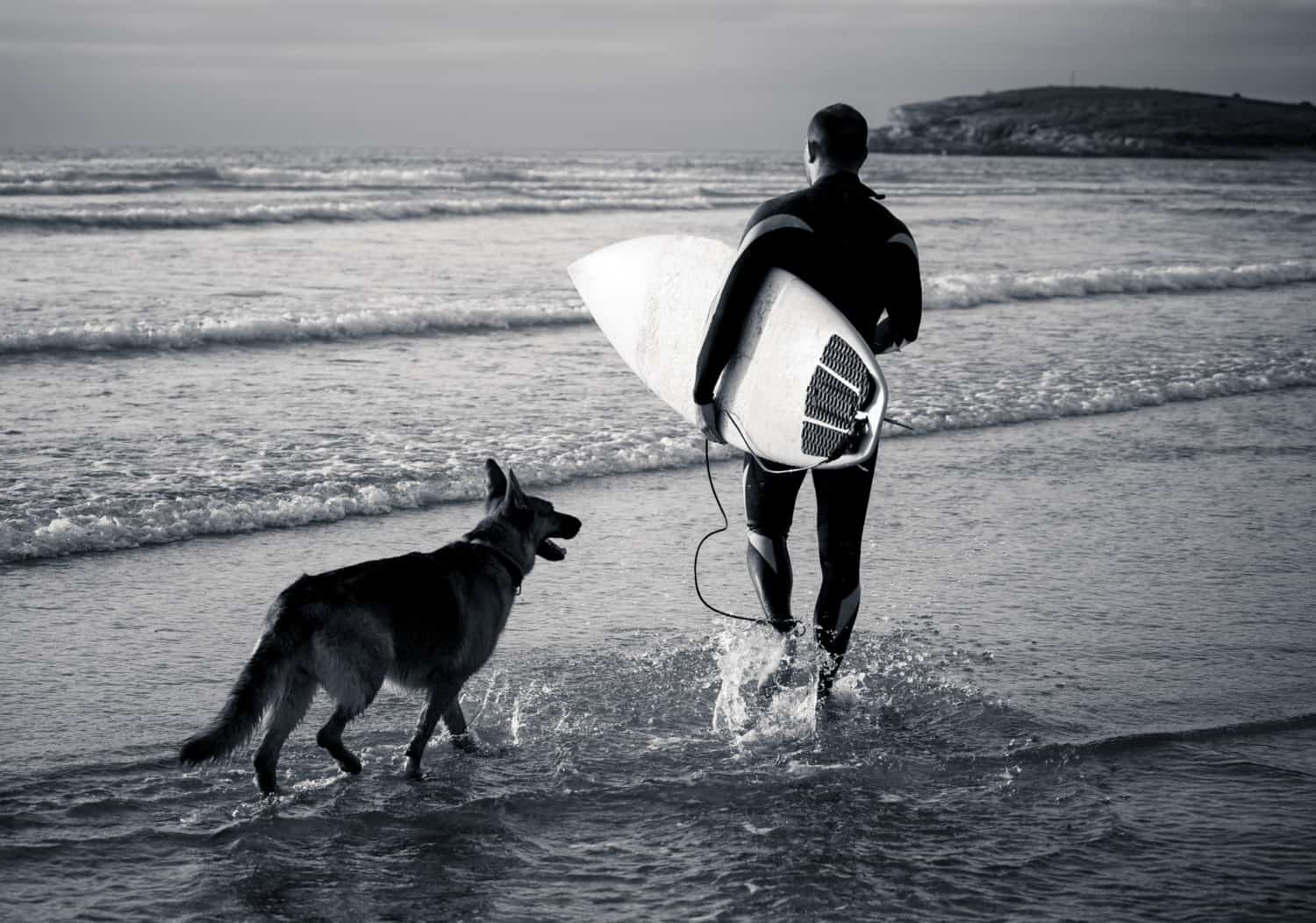 Black and white photo of a surfer holding his surf board with a German Shepherd Dog beside him