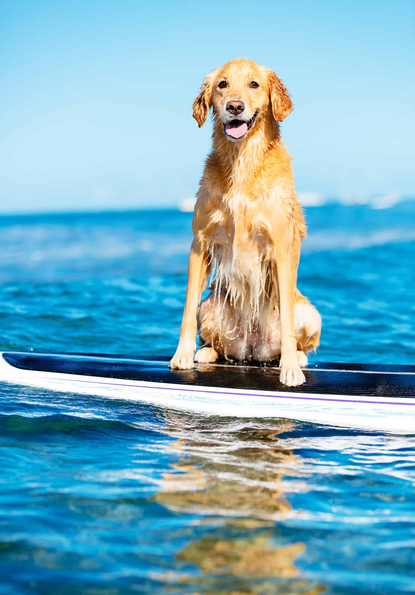 Surfing Dog, Happy Young Golden Retriever on Surf Board