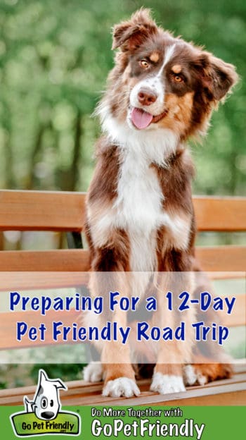 Smiling brown and white Australian Shepherd Dog sitting on a park bench on a pet friendly trip