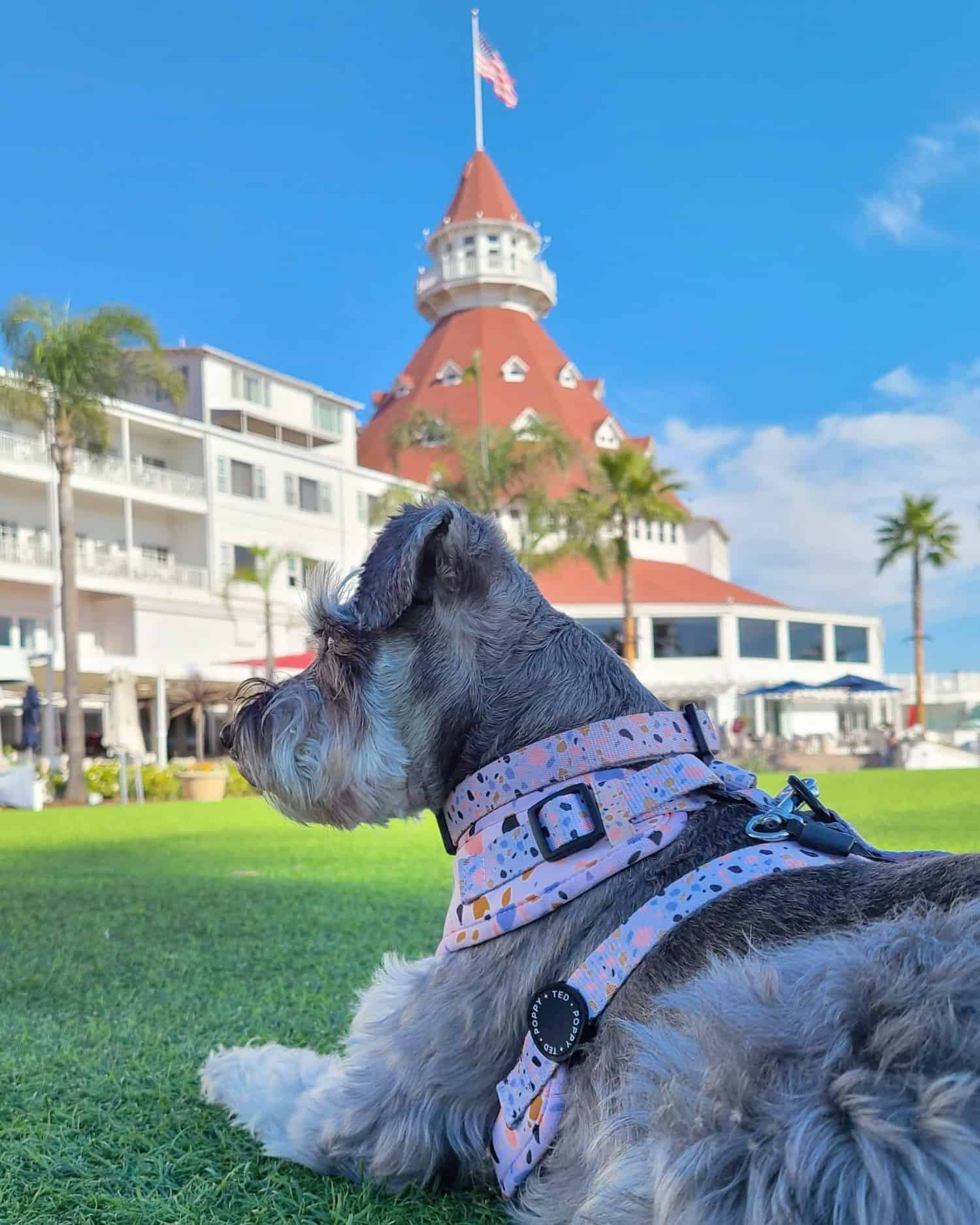 Mini Schnauzer in a pink harness lying on the grass in front of a classic hotel with a red shingle roof