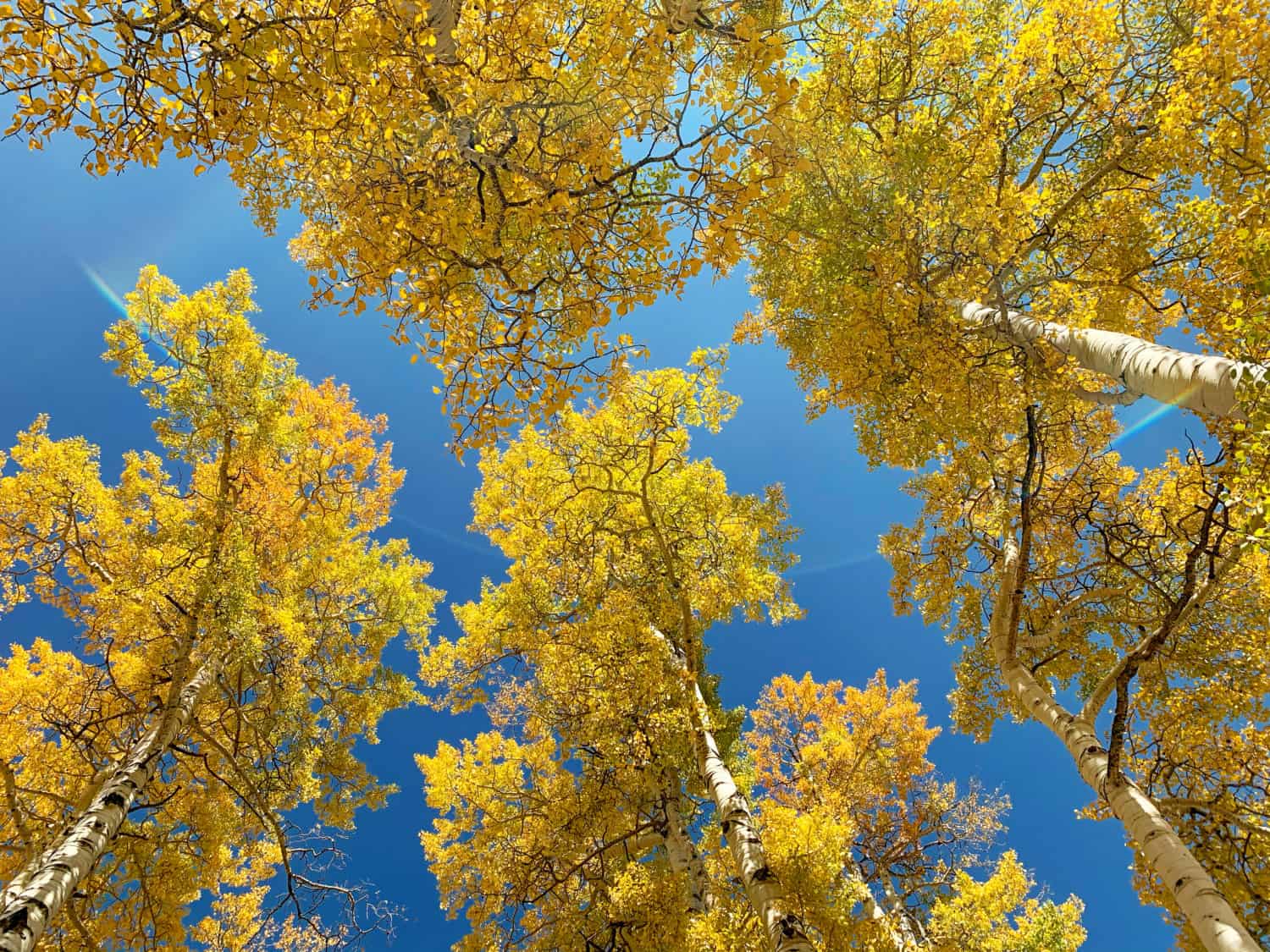 Golden aspen leaves from below with a blue sky in the background