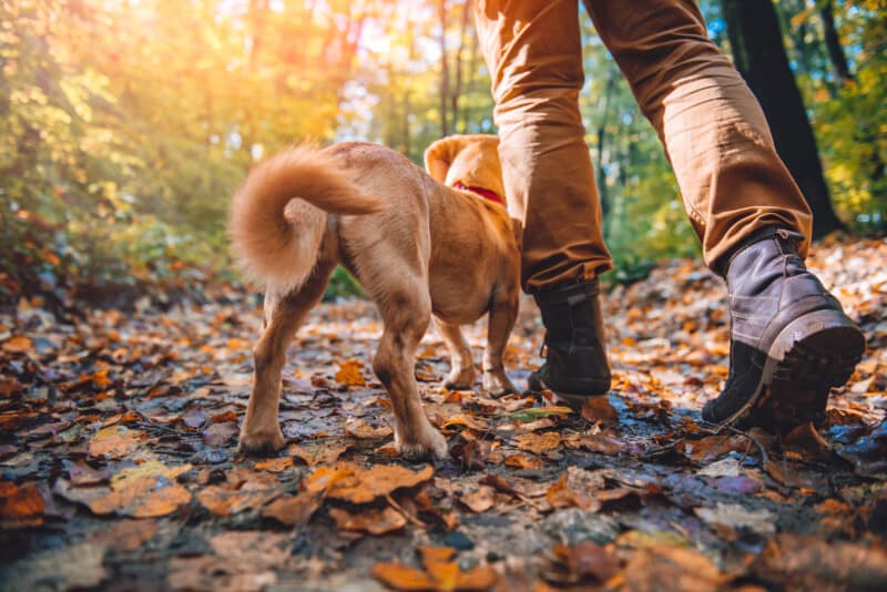 Tan dog standing beside a man in hiking boots on a wooded trail