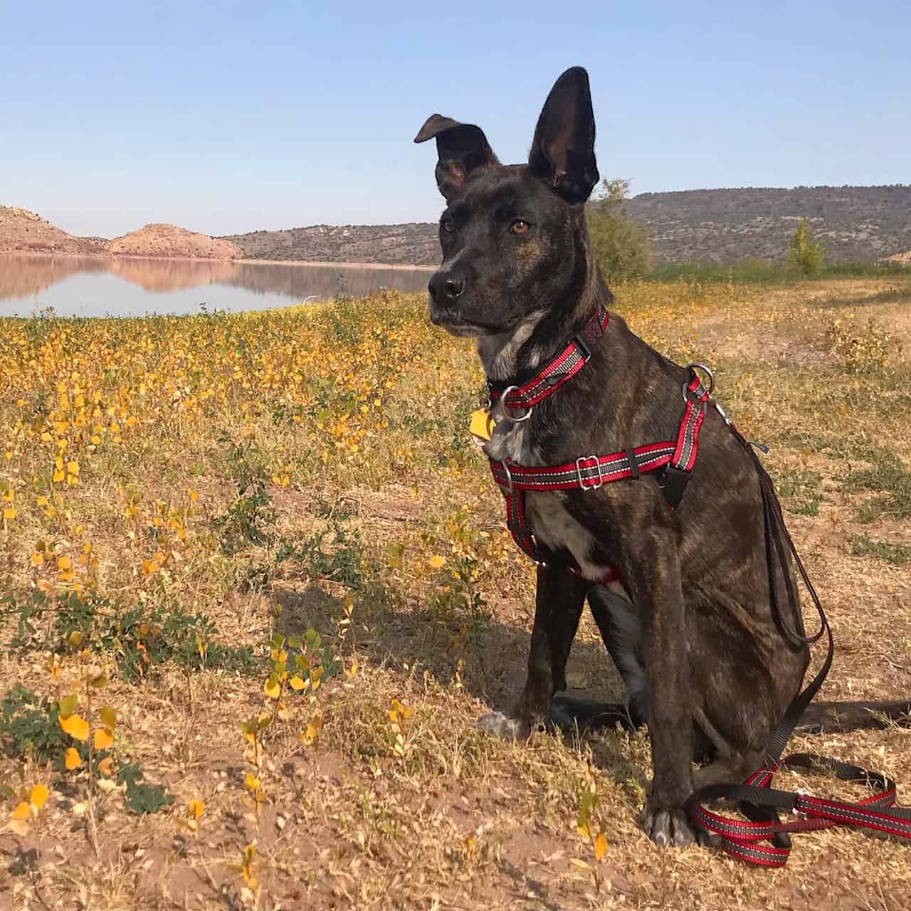 Brindle colored dog with a red color and harness sitting in a field with a lake in the background