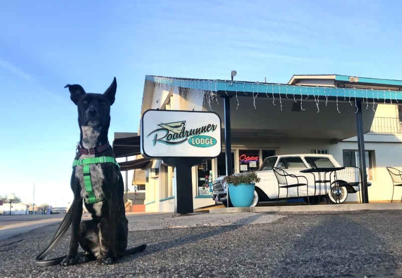 Brindle dog in green harness in front of the Roadrunner Lodge Hotel in Tucumcari, NM
