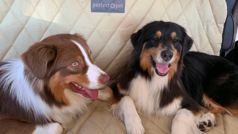 Two smiling Australian Shepherd Dogs in the back seat of a car
