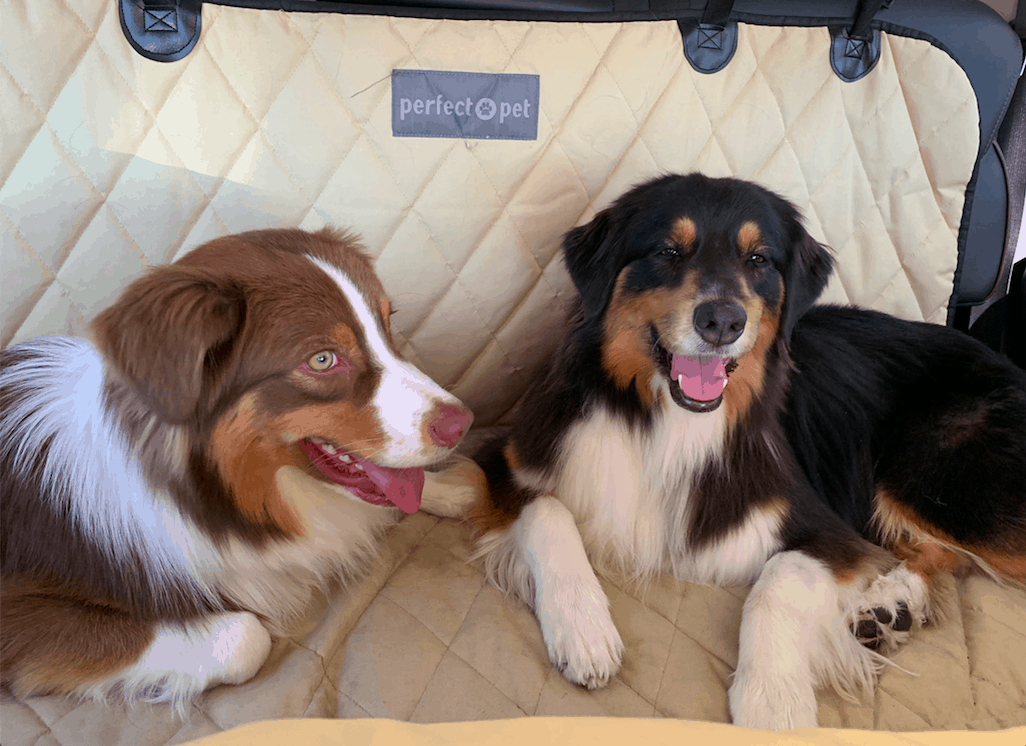 Two smiling Australian Shepherd dogs preparing for a pet friendly trip