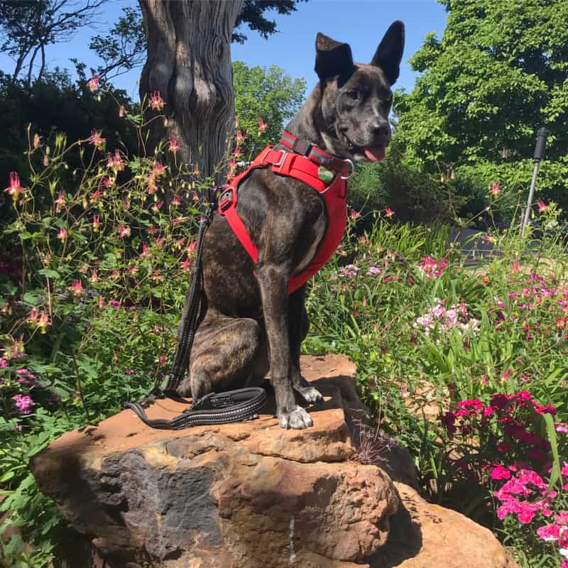 Brindle dog in red harness sitting on a rock in a flower garden at the pet friendly Gilcrease Museum in Tulsa, OK