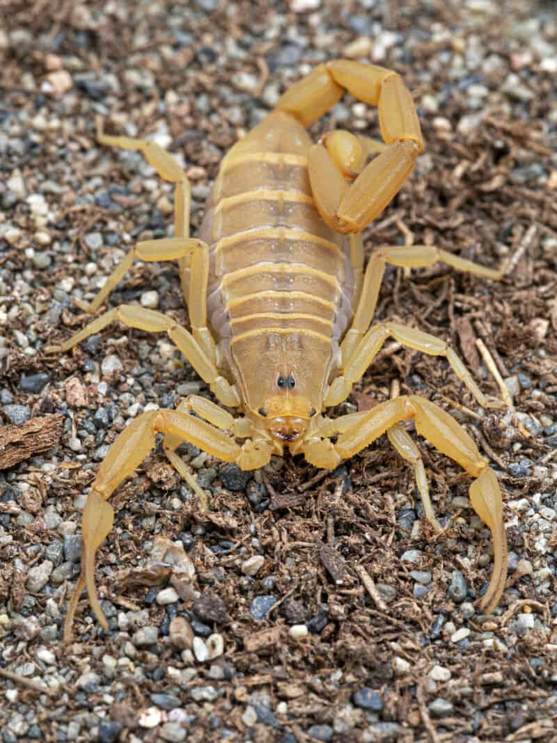 Female bark scorpion