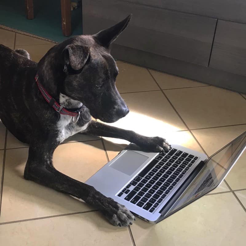 Brindle dog laying in front of a laptop looking at the screen