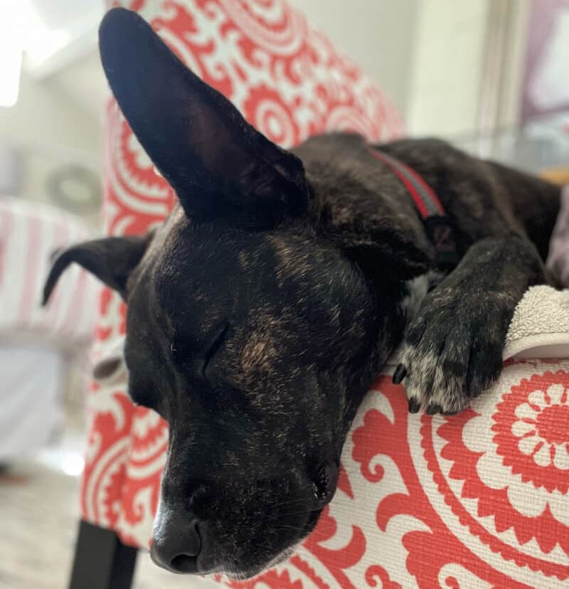 Red collared Brindle dog sleeping on a colorful chair